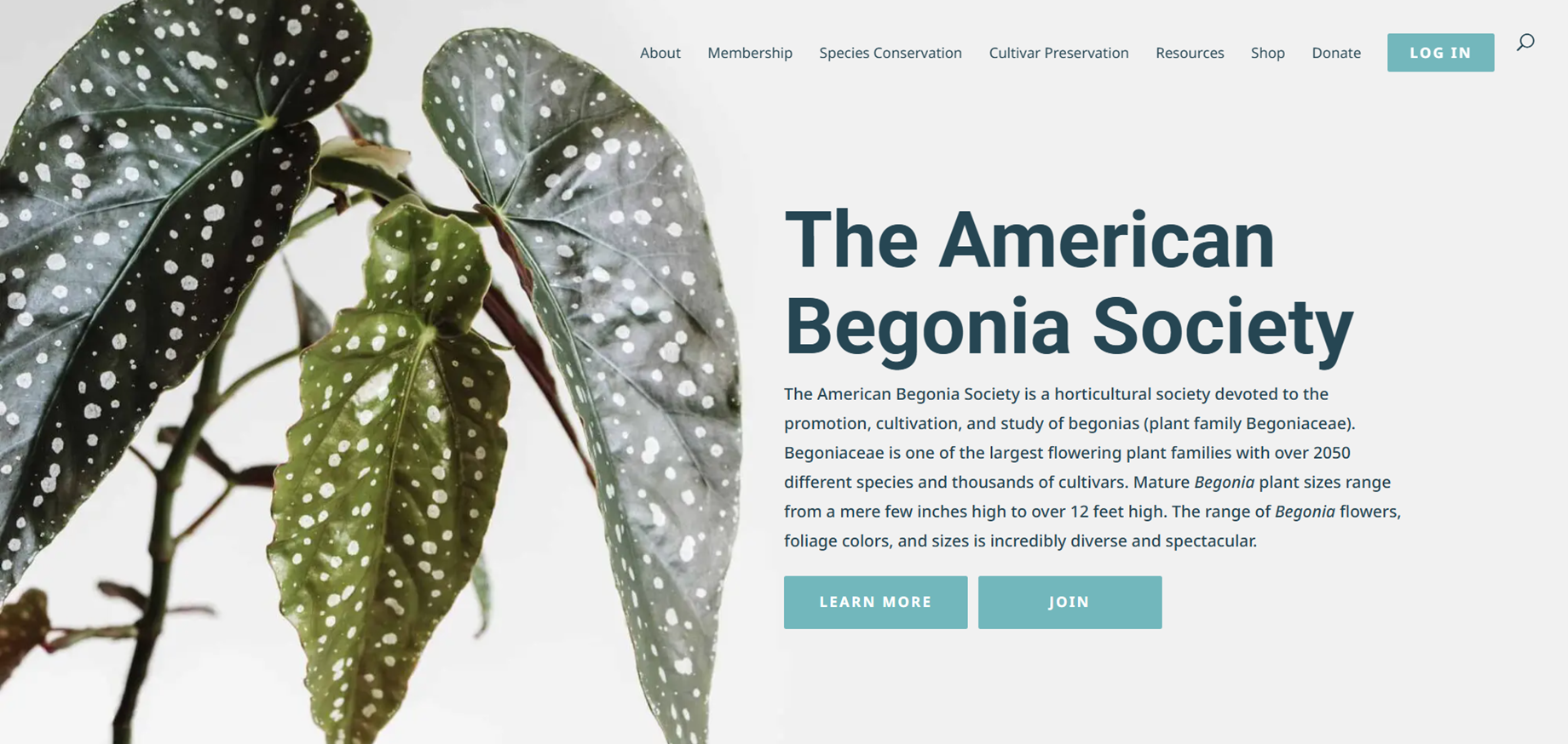 The American Begonia Society